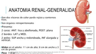 ANATOMIA RENAL-GENERALIDADES
Son dos vísceras de color pardo rojizo y contornos
lisos.
Son órganos retroperitoneales
Presenta:
2 caras: ANT: lisa y abollonada, POST: plana
2 bordes: LAT y MED.
2 polos: SUP ancha y redondeada, INF alargada y
vertical.
Miden en el adulto: 11 cm de alto; 6 cm de ancho y 3
cm de grosor.
Peso: 150 gr
Michel Latarjet; Alfredo Ruiz Liard; Eduardo Pró. Editorial: Editorial Médica Panamericana. Año de edición: 2011 (4ª Ed)
Arias M,Avendaño H. nefrología clínica. 4 edic. Editorial medico Panamericana. España; 2014
 
