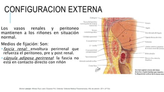 CONFIGURACION EXTERNA
Los vasos renales y peritoneo
mantienen a los riñones en situación
normal.
Medios de fijación: Son:
 fascia renal: envoltura perirrenal que
refuerza el peritoneo, pre y post renal.
 cápsula adiposa perirrenal: la fascia no
está en contacto directo con riñón
Michel Latarjet; Alfredo Ruiz Liard; Eduardo Pró. Editorial: Editorial Médica Panamericana. Año de edición: 2011 (4ª Ed)
 