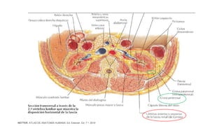 NETTER. ATLAS DE ANATOMÍA HUMANA. Ed. Elsevier. Ed. 7 a. 2019
 
