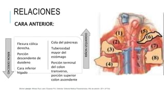 RELACIONES
CARA ANTERIOR:
Flexura cólica
derecha.
Porción
descendente de
duodeno
Cara inferior
hígado
Cola del páncreas
Tuberosidad
mayor del
estómago
Porción terminal
del colon
transverso,
porción superior
colon ascendente
RIÑON
IZQUIERDO
RIÑON
DERECHO
Michel Latarjet; Alfredo Ruiz Liard; Eduardo Pró. Editorial: Editorial Médica Panamericana. Año de edición: 2011 (4ª Ed)
 