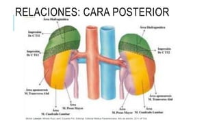 RELACIONES: CARA POSTERIOR
Michel Latarjet; Alfredo Ruiz Liard; Eduardo Pró. Editorial: Editorial Médica Panamericana. Año de edición: 2011 (4ª Ed)
 