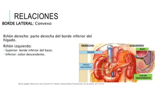 RELACIONES
BORDE LATERAL: Convexo
Riñón derecho: parte derecha del borde inferior del
hígado.
Riñón izquierdo:
 Superior: borde inferior del bazo.
 Inferior: colon descendente.
Michel Latarjet; Alfredo Ruiz Liard; Eduardo Pró. Editorial: Editorial Médica Panamericana. Año de edición: 2011 (4ª Ed)
 