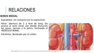 RELACIONES
BORDE MEDIAL:
Suprahiliar: en contacto con la suprarenal.
Hiliar: abertura de 3 a 4cm de long. Da
acceso al seno renal, por donde discurren
los vasos, nervios y la pelvis, formando el
PEDÍCULO RENAL.
Infrahiliar: Bordeado por el uréter.
Michel Latarjet; Alfredo Ruiz Liard; Eduardo Pró. Editorial: Editorial Médica Panamericana. Año de edición: 2011 (4ª Ed)
 