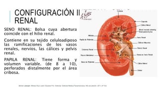 SENO RENAL: Bolsa cuya abertura
coincide con el hilio renal.
Contiene en su tejido celuloadiposo
las ramificaciones de los vasos
renales, nervios, las cálices y pelvis
renal.
PAPILA RENAL: Tiene forma y
volumen variable. (de 8 a 10),
perforados distalmente por el área
cribosa.
CONFIGURACIÓN INTERNA: SENO
RENAL
Michel Latarjet; Alfredo Ruiz Liard; Eduardo Pró. Editorial: Editorial Médica Panamericana. Año de edición: 2011 (4ª Ed)
 