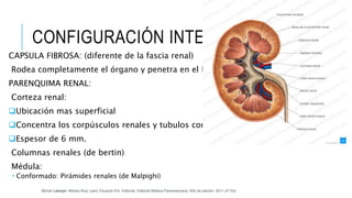 CONFIGURACIÓN INTERNA
CAPSULA FIBROSA: (diferente de la fascia renal)
Rodea completamente el órgano y penetra en el hilio.
PARENQUIMA RENAL:
Corteza renal:
Ubicación mas superficial
Concentra los corpúsculos renales y tubulos contorneados
Espesor de 6 mm.
Columnas renales (de bertin)
Médula:
 Conformado: Pirámides renales (de Malpighi)
Michel Latarjet; Alfredo Ruiz Liard; Eduardo Pró. Editorial: Editorial Médica Panamericana. Año de edición: 2011 (4ª Ed)
 