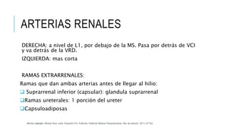 ARTERIAS RENALES
DERECHA: a nivel de L1, por debajo de la MS. Pasa por detrás de VCI
y va detrás de la VRD.
IZQUIERDA: mas corta
RAMAS EXTRARRENALES:
Ramas que dan ambas arterias antes de llegar al hilio:
 Suprarrenal inferior (capsular): glandula suprarrenal
Ramas ureterales: 1 porción del ureter
Capsuloadiposas
Michel Latarjet; Alfredo Ruiz Liard; Eduardo Pró. Editorial: Editorial Médica Panamericana. Año de edición: 2011 (4ª Ed)
 