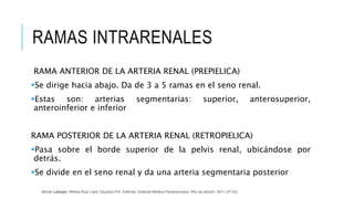 RAMAS INTRARENALES
RAMA ANTERIOR DE LA ARTERIA RENAL (PREPIELICA)
Se dirige hacia abajo. Da de 3 a 5 ramas en el seno renal.
Estas son: arterias segmentarias: superior, anterosuperior,
anteroinferior e inferior
RAMA POSTERIOR DE LA ARTERIA RENAL (RETROPIELICA)
Pasa sobre el borde superior de la pelvis renal, ubicándose por
detrás.
Se divide en el seno renal y da una arteria segmentaria posterior
Michel Latarjet; Alfredo Ruiz Liard; Eduardo Pró. Editorial: Editorial Médica Panamericana. Año de edición: 2011 (4ª Ed)
 