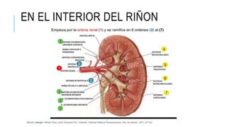 EN EL INTERIOR DEL RIÑON
Michel Latarjet; Alfredo Ruiz Liard; Eduardo Pró. Editorial: Editorial Médica Panamericana. Año de edición: 2011 (4ª Ed)
 