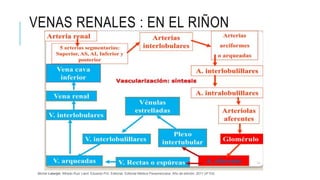 VENAS RENALES : EN EL RIÑON
Michel Latarjet; Alfredo Ruiz Liard; Eduardo Pró. Editorial: Editorial Médica Panamericana. Año de edición: 2011 (4ª Ed)
 