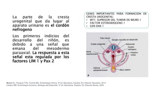La parte de la cresta
urogenital que da lugar al
aparato urinario es el cordón
nefrogeno
Los primeros indicios del
desarrollo del riñón, es
debido a una señal que
emana del mesodermo
paraaxial. La respuesta a esta
señal esta regulada por los
factores LIM 1 y Pax 2
Moore KL, Persaud TVN, Torchia MG. Embriología Clínica. 9ª ed. Barcelona, España: Ed. Elsevier Saunders. 2013
Carlson BM. Embriología Humana y Biología del Desarrollo. 4ª ed. Barcelona, España: Ed. Elsevier Mosby. 2009
GENES IMPORTANTES PARA FORMACION DE
CRESTA UROGENITAL:
• WT1: SUPRESOR DEL TUMOR DE WILMS 1
• FACTOR ESTEROIDOGENO 1
• GEN DAX 1
 