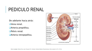 PEDICULO RENAL
De adelante hacia atrás:
Vena renal.
Arteria prepiélica.
Pelvis renal.
Arteria retropipélica.
Michel Latarjet; Alfredo Ruiz Liard; Eduardo Pró. Editorial: Editorial Médica Panamericana. Año de edición: 2011 (4ª Ed)
 