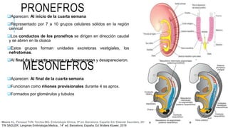 PRONEFROS
Aparecen: Al inicio de la cuarta semana
Representado por 7 a 10 grupos celulares sólidos en la región
cervical
Los conductos de los pronefros se dirigen en dirección caudal
y se abren en la cloaca
Estos grupos forman unidades excretoras vestigiales, los
nefrotomas.
Al final de la cuarta semana ya degeneraron y desaparecieron.
Moore KL, Persaud TVN, Torchia MG. Embriología Clínica. 9ª ed. Barcelona, España: Ed. Elsevier Saunders. 2013
TW SADLER. Langman Embriologia Medica.. 14° ed. Barcelona, España. Ed Wolters Kluwer, 2019
MESONEFROS
Aparecen: Al final de la cuarta semana
Funcionan como riñones provisionales durante 4 ss aprox.
Formados por glomérulos y tubulos
 