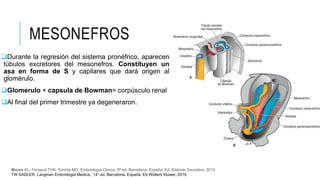 MESONEFROS
Durante la regresión del sistema pronéfrico, aparecen
túbulos excretores del mesonefros. Constituyen un
asa en forma de S y capilares que dará origen al
glomérulo.
Glomerulo + capsula de Bowman= corpúsculo renal
Al final del primer trimestre ya degeneraron.
Moore KL, Persaud TVN, Torchia MG. Embriología Clínica. 9ª ed. Barcelona, España: Ed. Elsevier Saunders. 2013
TW SADLER. Langman Embriologia Medica.. 14° ed. Barcelona, España. Ed Wolters Kluwer, 2019
 