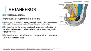 METANEFROS
Es el riñon definitivo
Aparecen: principio de la 5° semana
Deriva de 2 tejidos: yema ureteral+región del mesodermo
intermedio (mesénquima metanefrico o blastema metanefrico)
Derivados de la yema ureteral: aparato colector, los
tubulos colectores, calices menores y mayores, pelvis
renal y uréter
Derivados del mesénquima metanefrico: nefronas,
células instersticiales
Moore KL, Persaud TVN, Torchia MG. Embriología Clínica. 9ª ed. Barcelona, España: Ed. Elsevier Saunders. 2013
TW SADLER. Langman Embriologia Medica.. 14° ed. Barcelona, España. Ed Wolters Kluwer, 2019
 