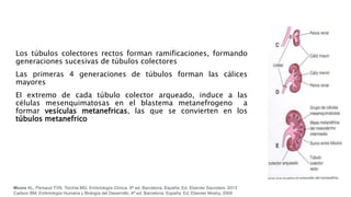 Los túbulos colectores rectos forman ramificaciones, formando
generaciones sucesivas de túbulos colectores
Las primeras 4 generaciones de túbulos forman las cálices
mayores
El extremo de cada túbulo colector arqueado, induce a las
células mesenquimatosas en el blastema metanefrogeno a
formar vesículas metanefricas, las que se convierten en los
túbulos metanefrico
Moore KL, Persaud TVN, Torchia MG. Embriología Clínica. 9ª ed. Barcelona, España: Ed. Elsevier Saunders. 2013
Carlson BM. Embriología Humana y Biología del Desarrollo. 4ª ed. Barcelona, España: Ed. Elsevier Mosby. 2009
 