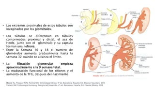 • Los extremos proximales de estos túbulos son
invaginados por los glomérulos.
• Los túbulos se diferencian en túbulos
contorneados proximal y distal, el asa de
Henle, junto con el glomérulo y su capsula
forman una nefrona.
• Entre la Semana 10 y 18 el numero de
glomérulos aumenta gradualmente hasta la
semana 32 cuando se alcanza el limite.
• La filtración glomerular empieza
aproximadamente a la 9 semana fetal.
• La maduración funcional de los riñones y el
aumento de la TFG, despues del nacimiento
Moore KL, Persaud TVN, Torchia MG. Embriología Clínica. 9ª ed. Barcelona, España: Ed. Elsevier Saunders. 2013
Carlson BM. Embriología Humana y Biología del Desarrollo. 4ª ed. Barcelona, España: Ed. Elsevier Mosby. 2009
 