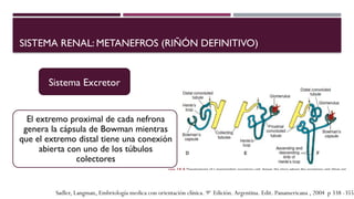 Embriologia Renal y pronefro mesonefro metanefro .pptx