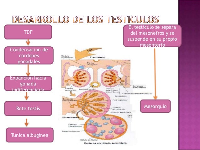 Embriologia Aparato Reproductor
