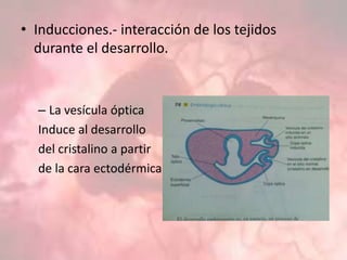• Inducciones.- interacción de los tejidos
durante el desarrollo.
– La vesícula óptica
Induce al desarrollo
del cristalino a partir
de la cara ectodérmica
 