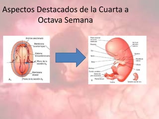 Aspectos Destacados de la Cuarta a
Octava Semana
 
