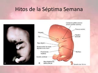 Hitos de la Séptima Semana
 