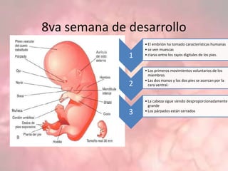 8va semana de desarrollo
1
• El embrión ha tomado características humanas
• se ven muescas
• claras entre los rayos digitales de los pies.
2
• Los primeros movimientos voluntarios de los
miembros
• Las dos manos y los dos pies se acercan por la
cara ventral.
3
• La cabeza sigue siendo desproporcionadamente
grande
• Los párpados están cerrados
 