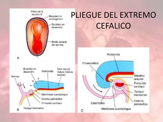 PLIEGUE DEL EXTREMO
CEFALICO
 