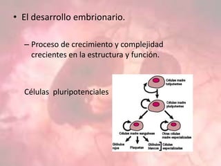 • El desarrollo embrionario.
– Proceso de crecimiento y complejidad
crecientes en la estructura y función.
Células pluripotenciales
 