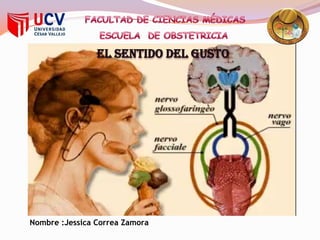 FACULTAD DE CIENCIAS MÉDICAS  ESCUELA  DE OBSTETRICIA  EL SENTIDO DEL GUSTO  Nombre :Jessica Correa Zamora 