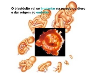 O blastócito vai se implantar na parede do útero
e dar origem ao embrião
 