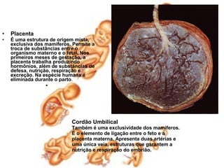 •   Placenta
•   É uma estrutura de origem mista,
    exclusiva dos mamíferos. Permite a
    troca de substâncias entre o
    organismo materno e o fetal. Nos
    primeiros meses de gestação, a
    placenta trabalha produzindo
    hormônios, além de substâncias de
    defesa, nutrição, respiração e
    excreção. Na espécie humana é
    eliminada durante o parto.
                  •




                            Cordão Umbilical
                            Também é uma exclusividade dos mamíferos.
                            É o elemento de ligação entre o feto e a
                            placenta materna. Apresenta duas artérias e
                            uma única veia, estruturas que garantem a
                            nutrição e respiração do embrião.
 