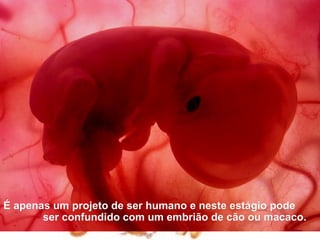 É apenas um projeto de ser humano e neste estágio pode
       ser confundido com um embrião de cão ou macaco.
 