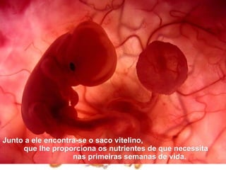 Junto a ele encontra-se o saco vitelino,
     que lhe proporciona os nutrientes de que necessita
                   nas primeiras semanas de vida.
 