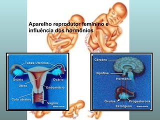 Aparelho reprodutor feminino e
influência dos hormônios
 