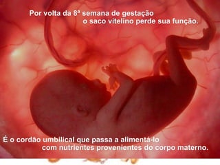 Por volta da 8ª semana de gestação
                       o saco vitelino perde sua função.




É o cordão umbilical que passa a alimentá-lo
           com nutrientes provenientes do corpo materno.
 