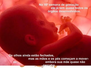 Na 16ª semana de gestação
                          ele já tem quase todos os
                        órgãos desenvolvidos.




Os olhos ainda estão fechados,
             mas as mãos e os pés começam a mover-
   se,                   embora sua mãe quase não
                       perceba.
 
