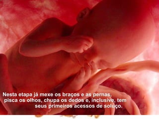 Nesta etapa já mexe os braços e as pernas,
pisca os olhos, chupa os dedos e, inclusive, tem
             seus primeiros acessos de soluço.
 
