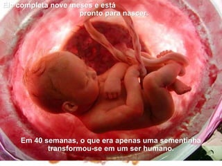 Ele completa nove meses e está
                    pronto para nascer.




    Em 40 semanas, o que era apenas uma sementinha
           transformou-se em um ser humano.
 