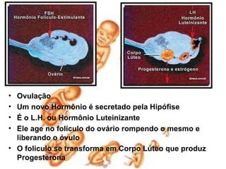 • Ovulação
• Um novo Hormônio é secretado pela Hipófise
• É o L.H. ou Hormônio Luteinizante
• Ele age no folículo do ovário rompendo o mesmo e
  liberando o óvulo
• O folículo se transforma em Corpo Lúteo que produz
  Progesterona
 