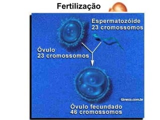 Fertilização
 