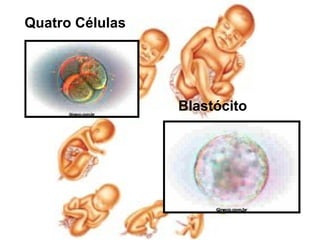 Quatro Células




                 Blastócito
 