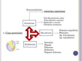 Embriologia SNC 1 | PPTX