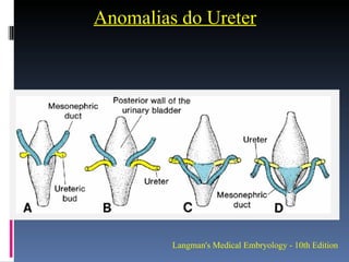 embriologia-do-trato-urin-rio-i-ppt