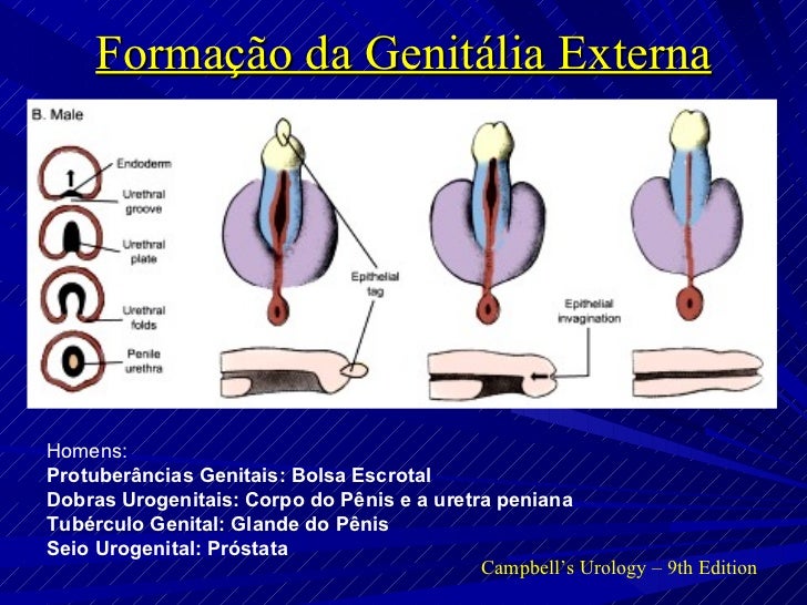 Embriologia do Trato Urinário II (genital) Embriologia do Trato Urinário II (genital)