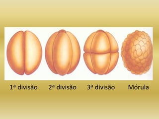 1ª divisão   2ª divisão   3ª divisão   Mórula
 