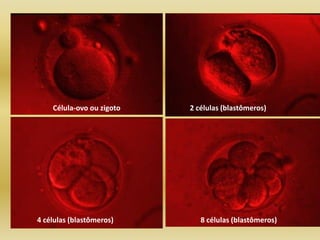 Célula-ovo ou zigoto   2 células (blastômeros)




4 células (blastômeros)       8 células (blastômeros)
 
