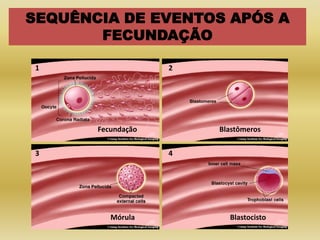 SEQUÊNCIA DE EVENTOS APÓS A
       FECUNDAÇÃO

1                   2




       Fecundação       Blastômeros


3                   4




          Mórula          Blastocisto
 