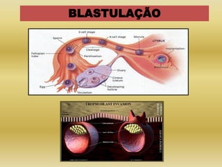 BLASTULAÇÃO
 