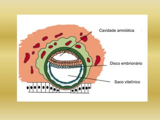 Cavidade amniótica




     Disco embrionário



       Saco vitelínico
 