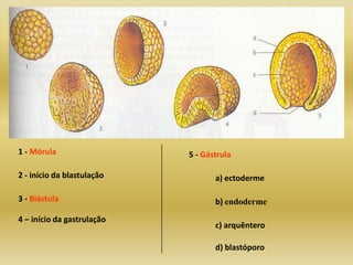 1 - Mórula                  5 - Gástrula

2 - início da blastulação          a) ectoderme

3 - Blástula                       b) endoderme
4 – início da gastrulação
                                   c) arquêntero

                                   d) blastóporo
 